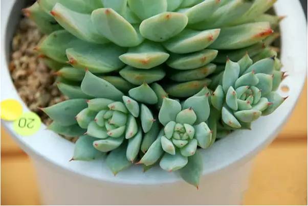 韩国多肉品种贵么,韩国多肉哪几种值得养