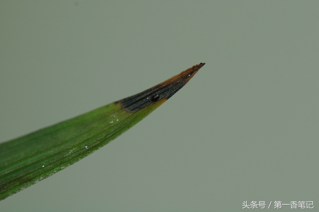 兰叶长介壳虫怎么处理,养兰宜忌