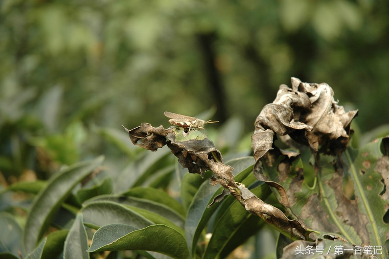 兰叶长介壳虫怎么处理,养兰宜忌