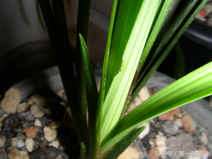 兰叶长介壳虫怎么处理,养兰宜忌