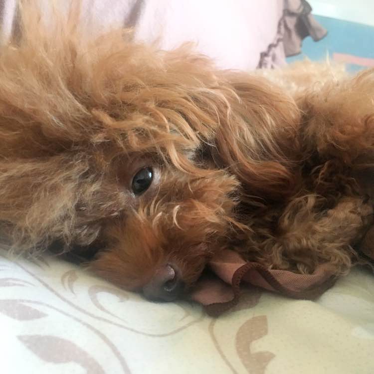 怀孕的泰迪拉软便,怀孕的泰迪又拉又吐