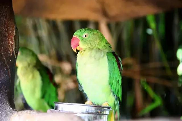 小女孩的三亚游,三亚合适小朋友玩的景区