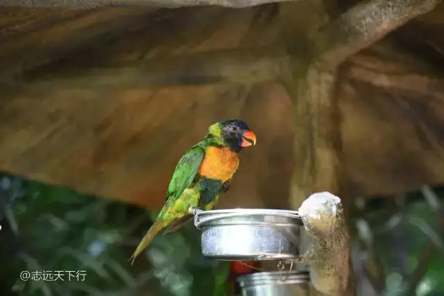 小女孩的三亚游,三亚合适小朋友玩的景区