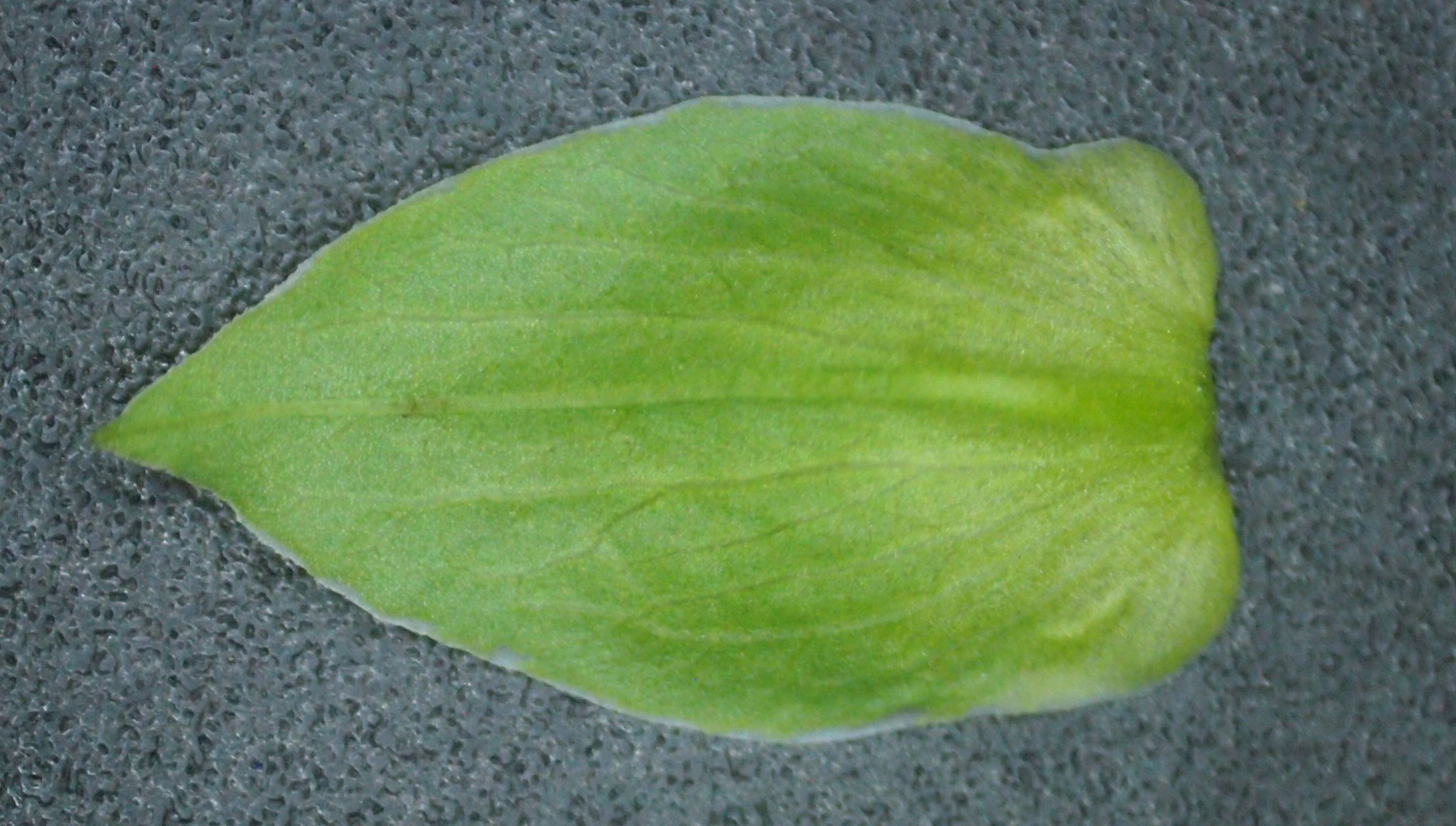 旋花:篱天剑斩妖除魔,大喇叭高奏凯歌