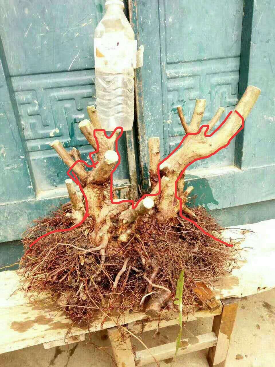 做盆景挖树桩什么时间好,挖树桩什么时候做盆景好