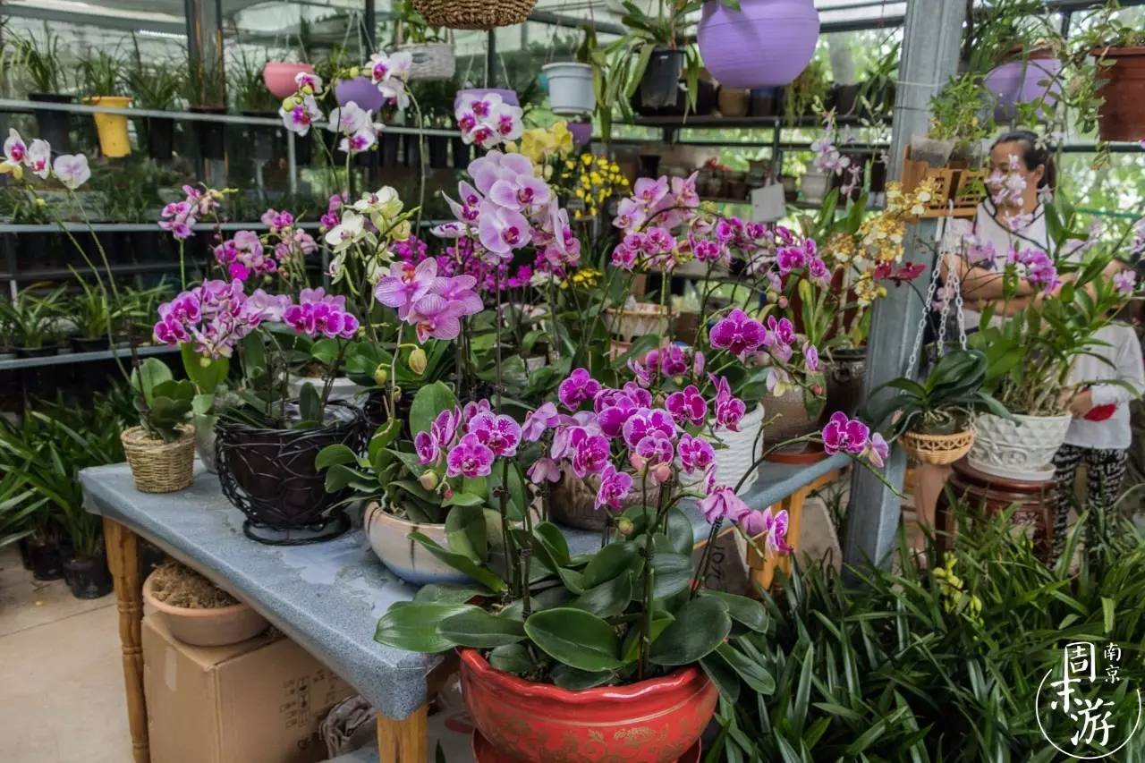 逛花鸟鱼虫市场的视频,逛各种花鸟市场