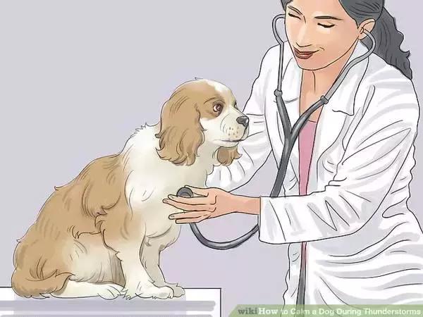 狗狗怕打雷怎么处理,怎样能克服狗狗怕打雷呢