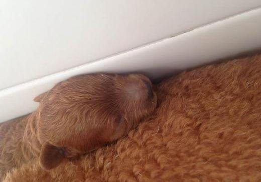 狗妈妈生4只小奶狗,狗妈生了14只小狗