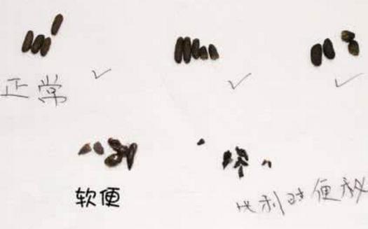 龙猫便秘不动了,龙猫便秘是怎么回事