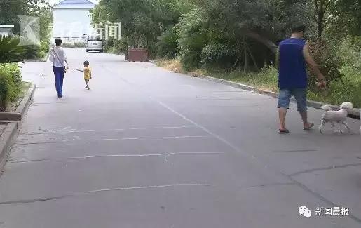 上海流浪狗幼崽被打死,上海宠物狗被打死爱狗人士