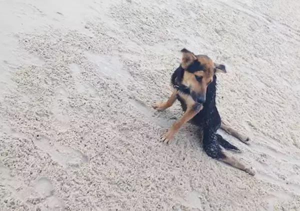 上海流浪狗幼崽被打死,上海宠物狗被打死爱狗人士