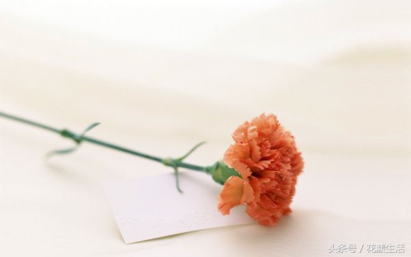 教师节送男老师什么颜色的花,教师节晚上送老师花为啥不要