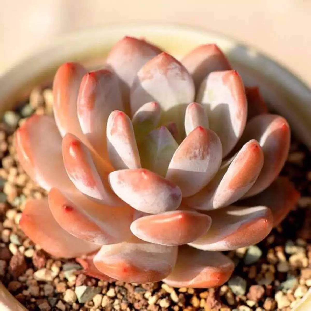 韩国多肉品种贵么,韩国多肉哪几种值得养