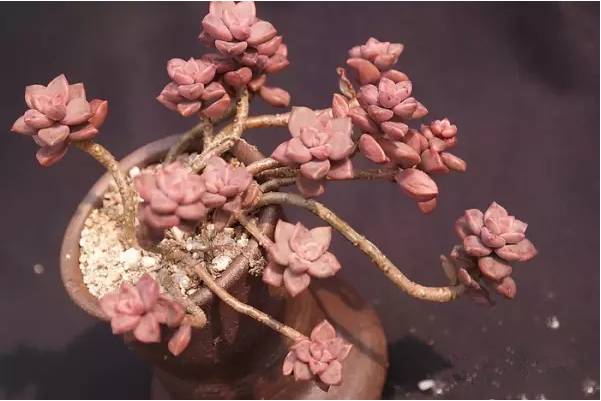 韩国多肉品种贵么,韩国多肉哪几种值得养