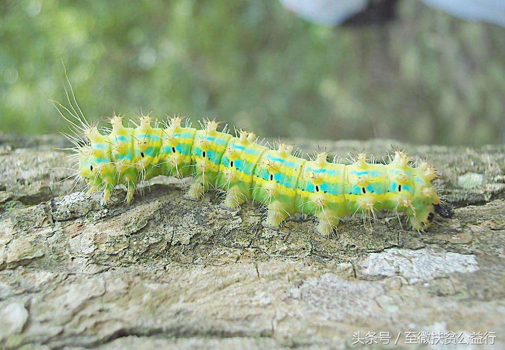 农村动物界的“四大天王”！招惹它们定会让你痛不欲生！