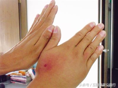 农村动物界的“四大天王”！招惹它们定会让你痛不欲生！