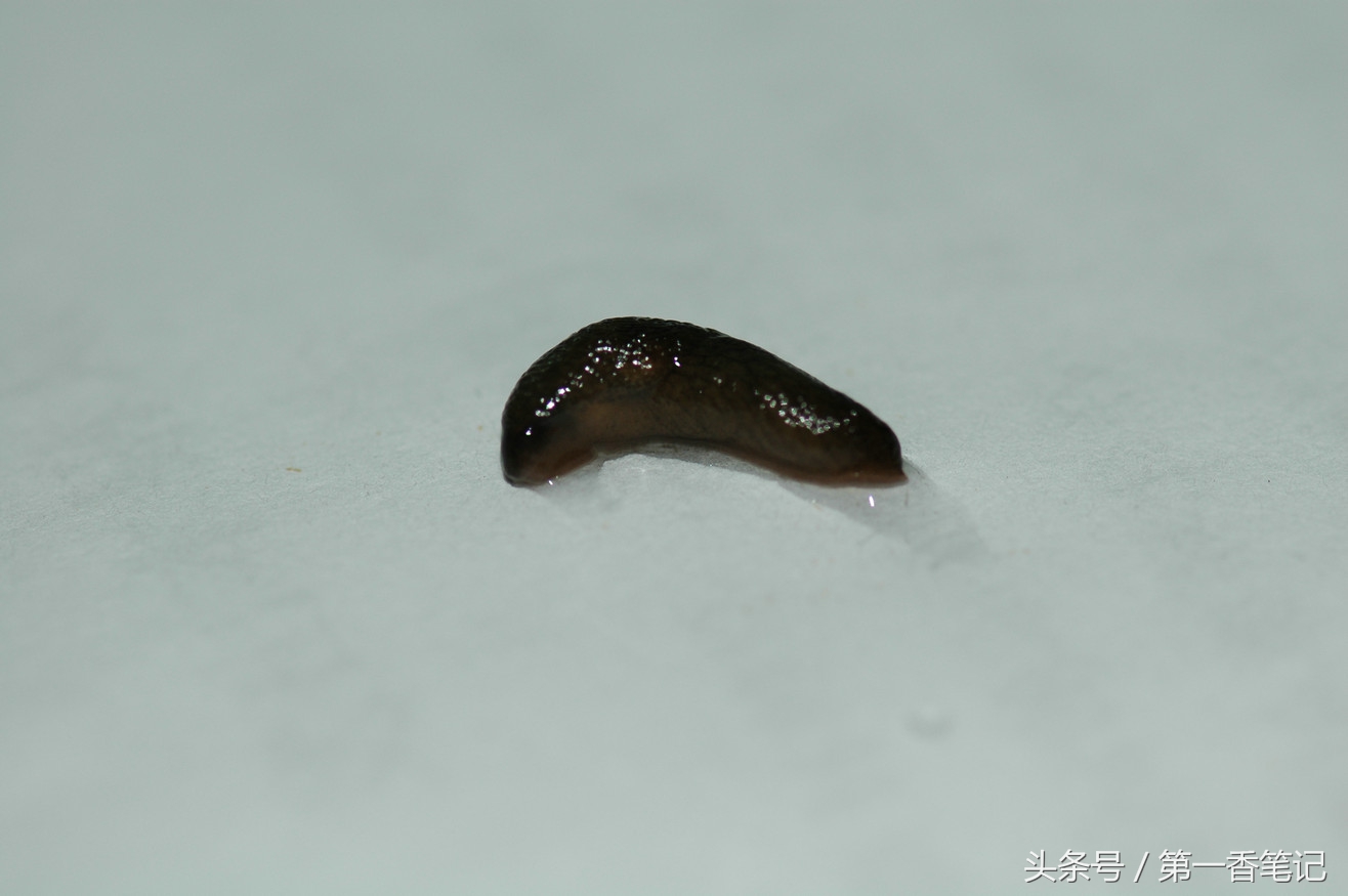 兰叶长介壳虫怎么处理,养兰宜忌