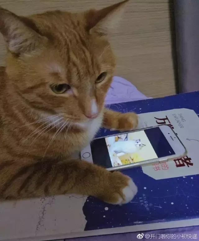 血流成河搞笑语音集锦,血量大搞笑段子