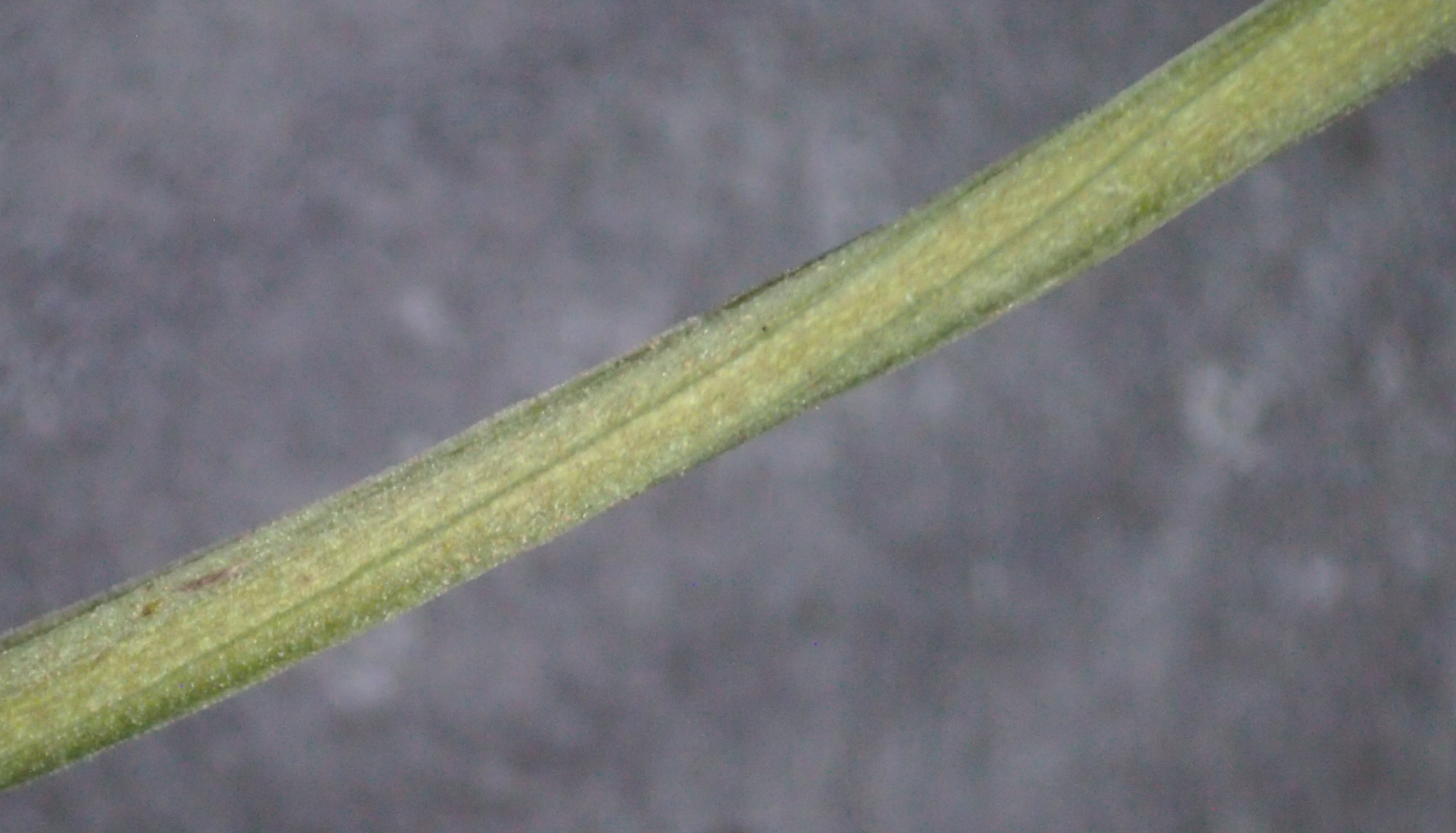 旋花:篱天剑斩妖除魔,大喇叭高奏凯歌