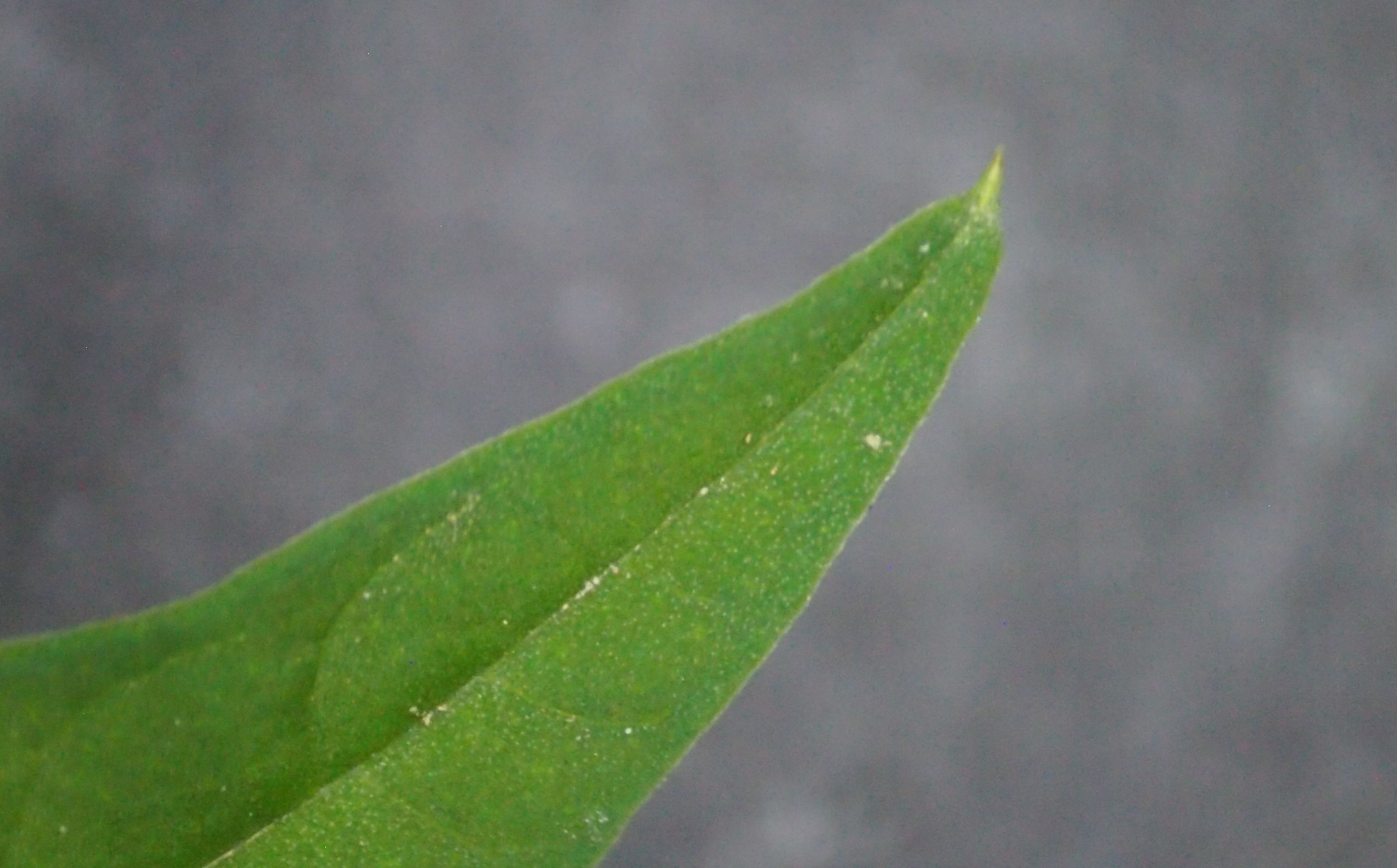 旋花:篱天剑斩妖除魔,大喇叭高奏凯歌