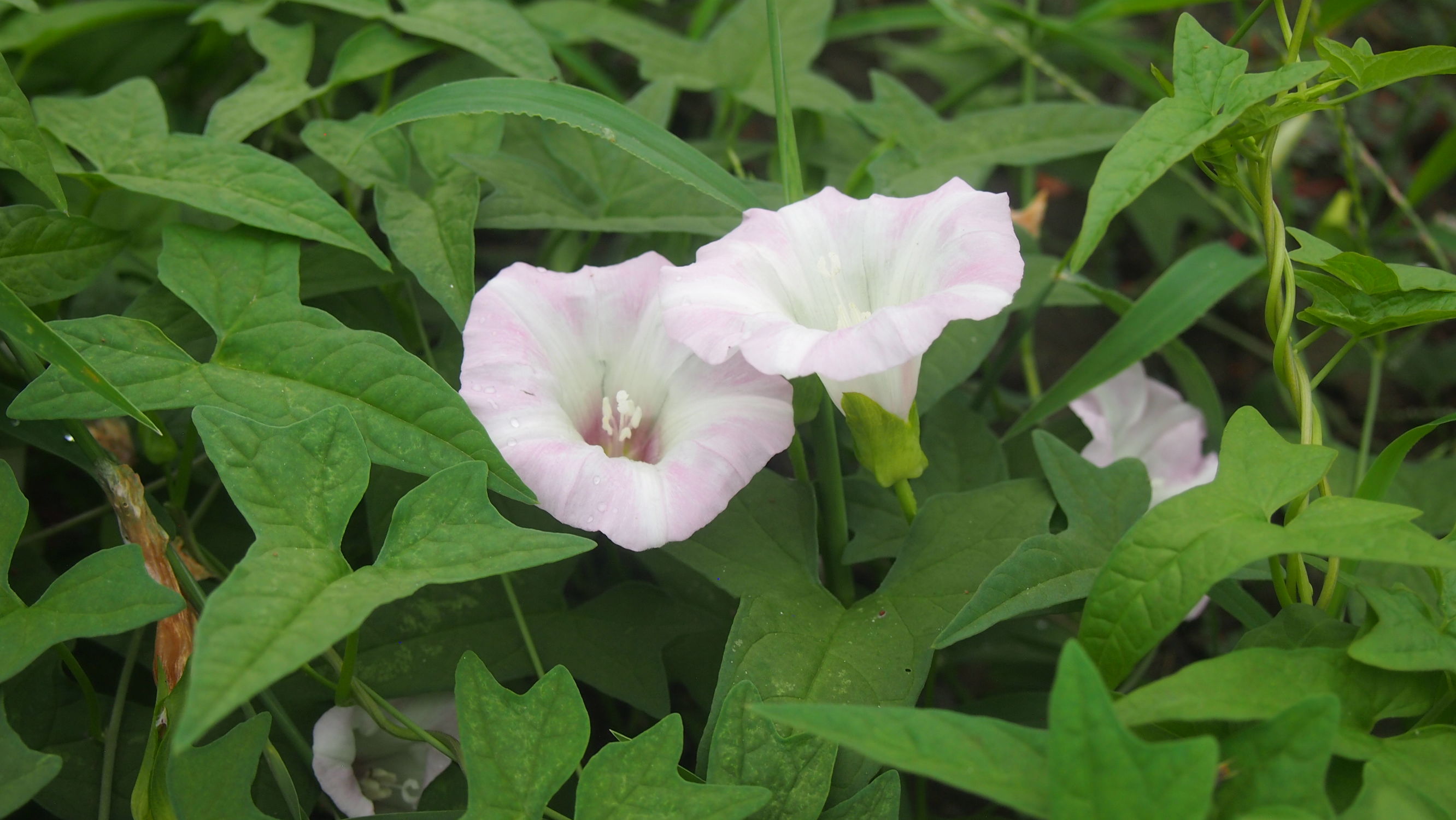 旋花:篱天剑斩妖除魔,大喇叭高奏凯歌