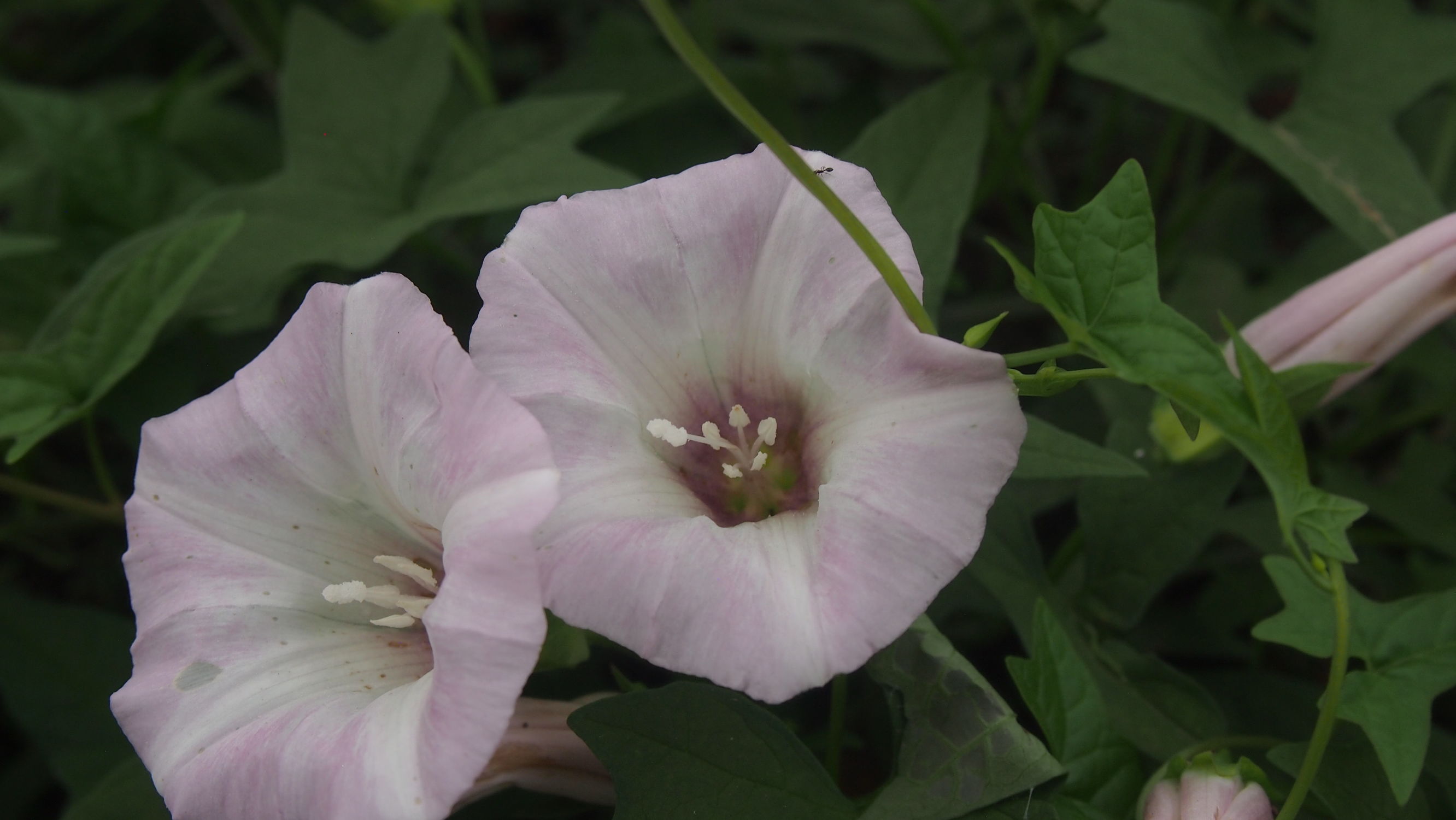 旋花:篱天剑斩妖除魔,大喇叭高奏凯歌