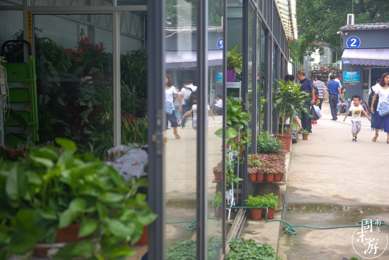 逛花鸟鱼虫市场的视频,逛各种花鸟市场