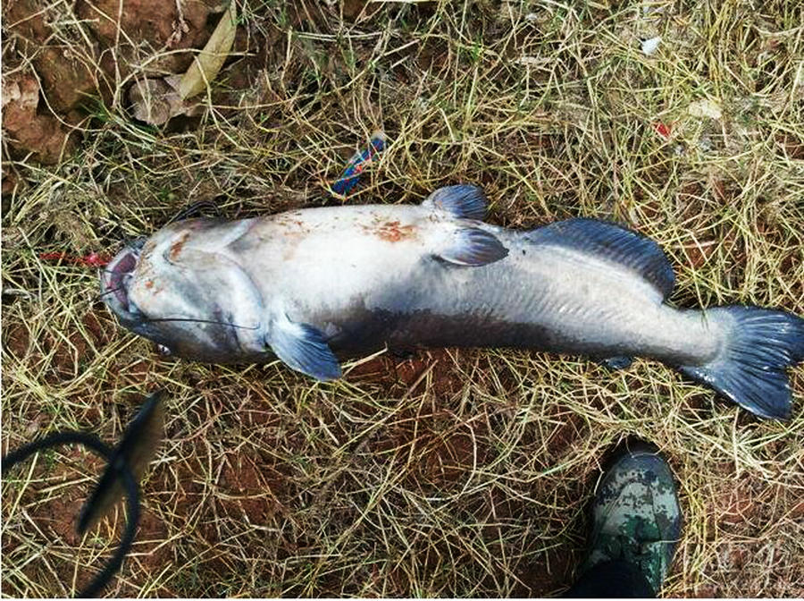 打窝的绝招,打窝钓鱼的手段