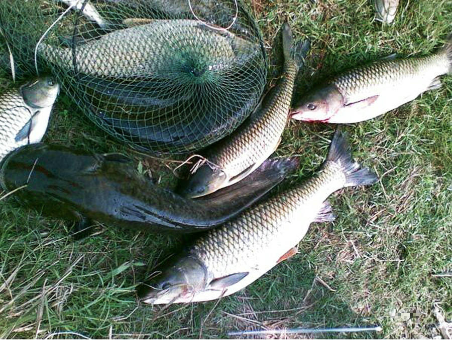 打窝的绝招,打窝钓鱼的手段