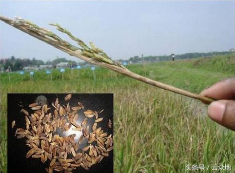 水稻冷害防治方法,水稻种植遇长期阴雨低温怎么办