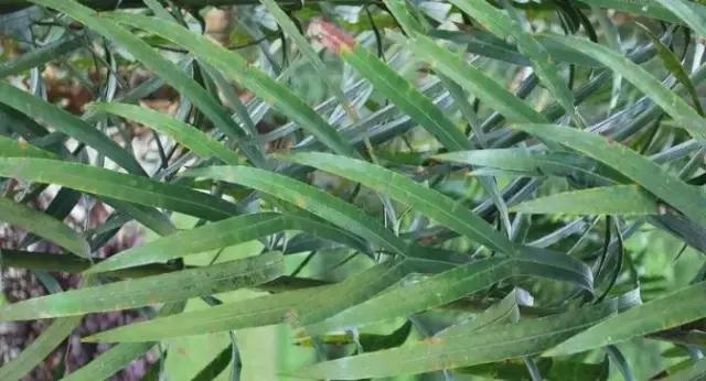 苏铁的产地分布,苏铁原产在哪里