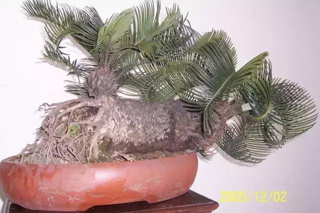 苏铁的产地分布,苏铁原产在哪里