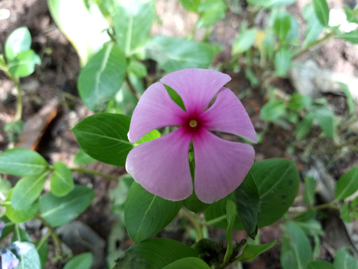 荣耀v9play价格表,荣耀v9play多少钱