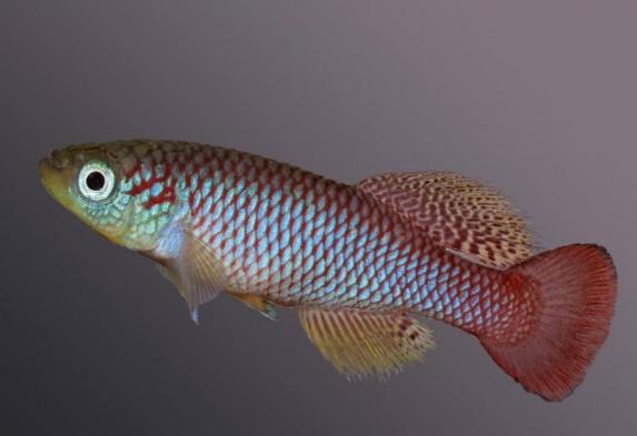 地球从来不缺少神秘,盘点地球上10大关于自然的谜团