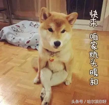 哈尔滨几月份去最舒服,哈尔滨哪个地方好玩住的地方便宜