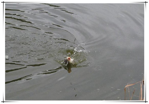 大王的钓鱼日记,钓鱼日记100个字