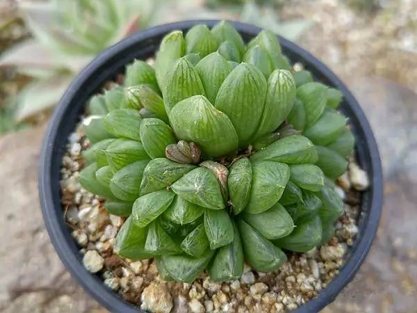 韩国多肉品种贵么,韩国多肉哪几种值得养