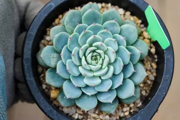 韩国多肉品种贵么,韩国多肉哪几种值得养