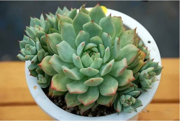 韩国多肉品种贵么,韩国多肉哪几种值得养