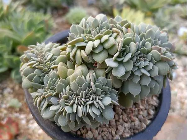 韩国多肉品种贵么,韩国多肉哪几种值得养