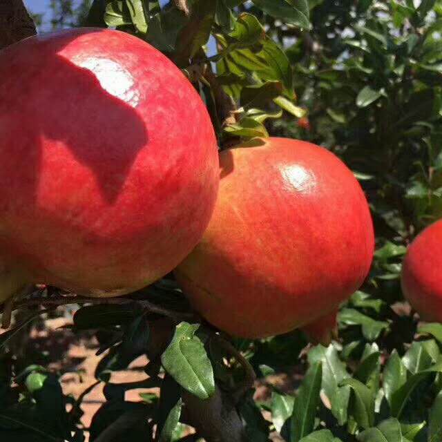 世上最大的软籽石榴,世界上有不用吐籽的石榴吗