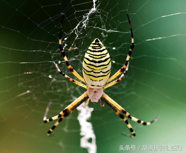 农村动物界的“四大天王”！招惹它们定会让你痛不欲生！