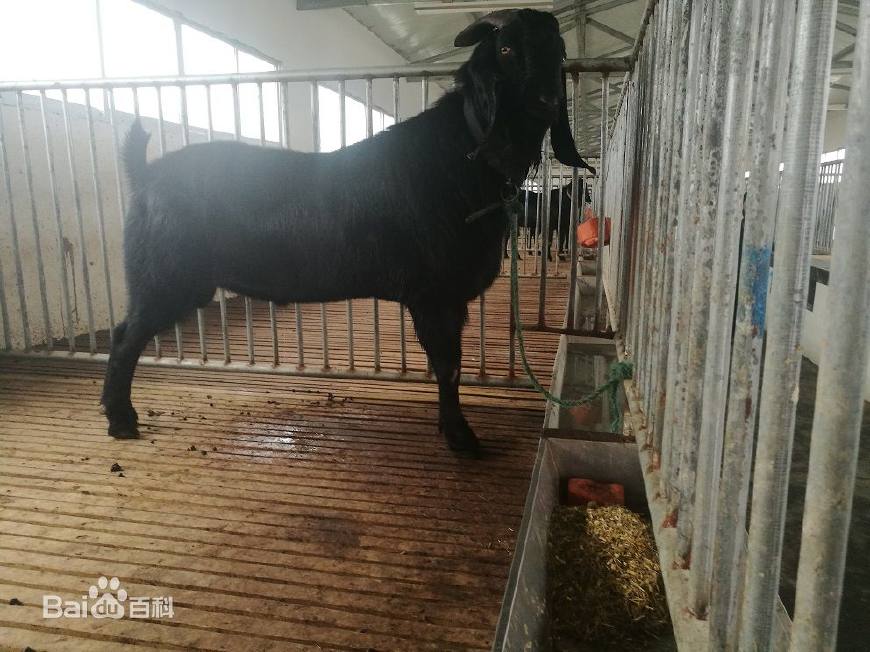 12生肖中牛是大属相还是小属相,在12生肖中哪个属相是最好的