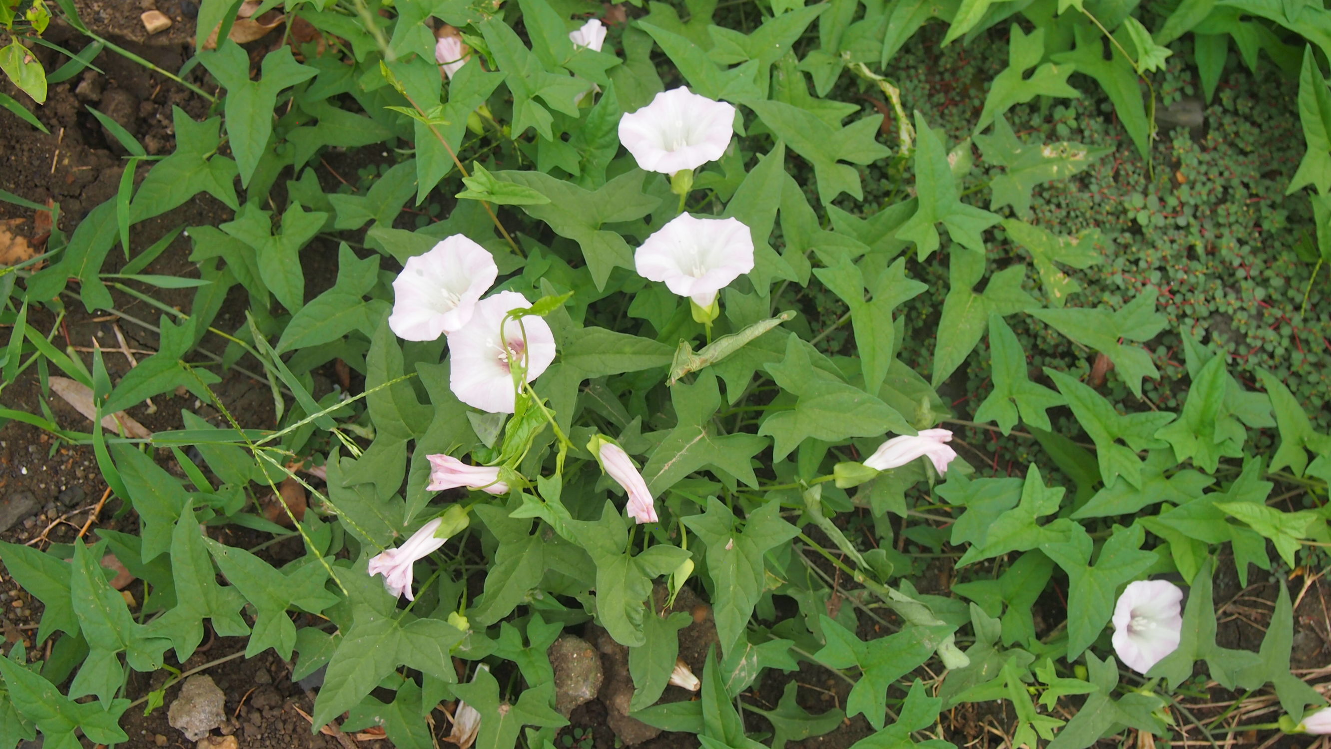 旋花:篱天剑斩妖除魔,大喇叭高奏凯歌
