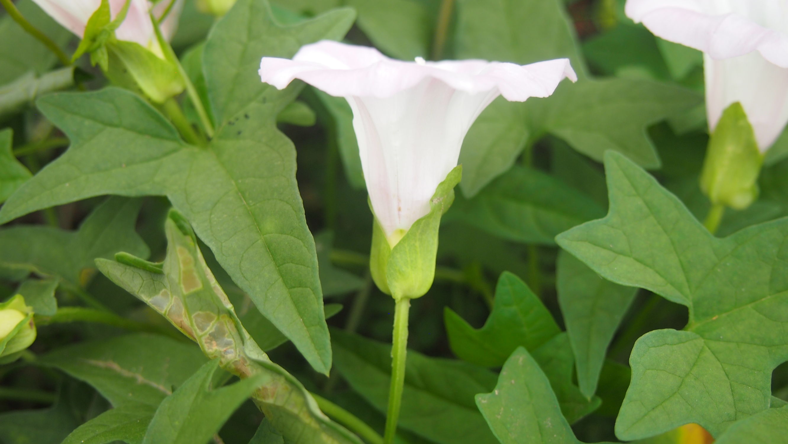 旋花:篱天剑斩妖除魔,大喇叭高奏凯歌