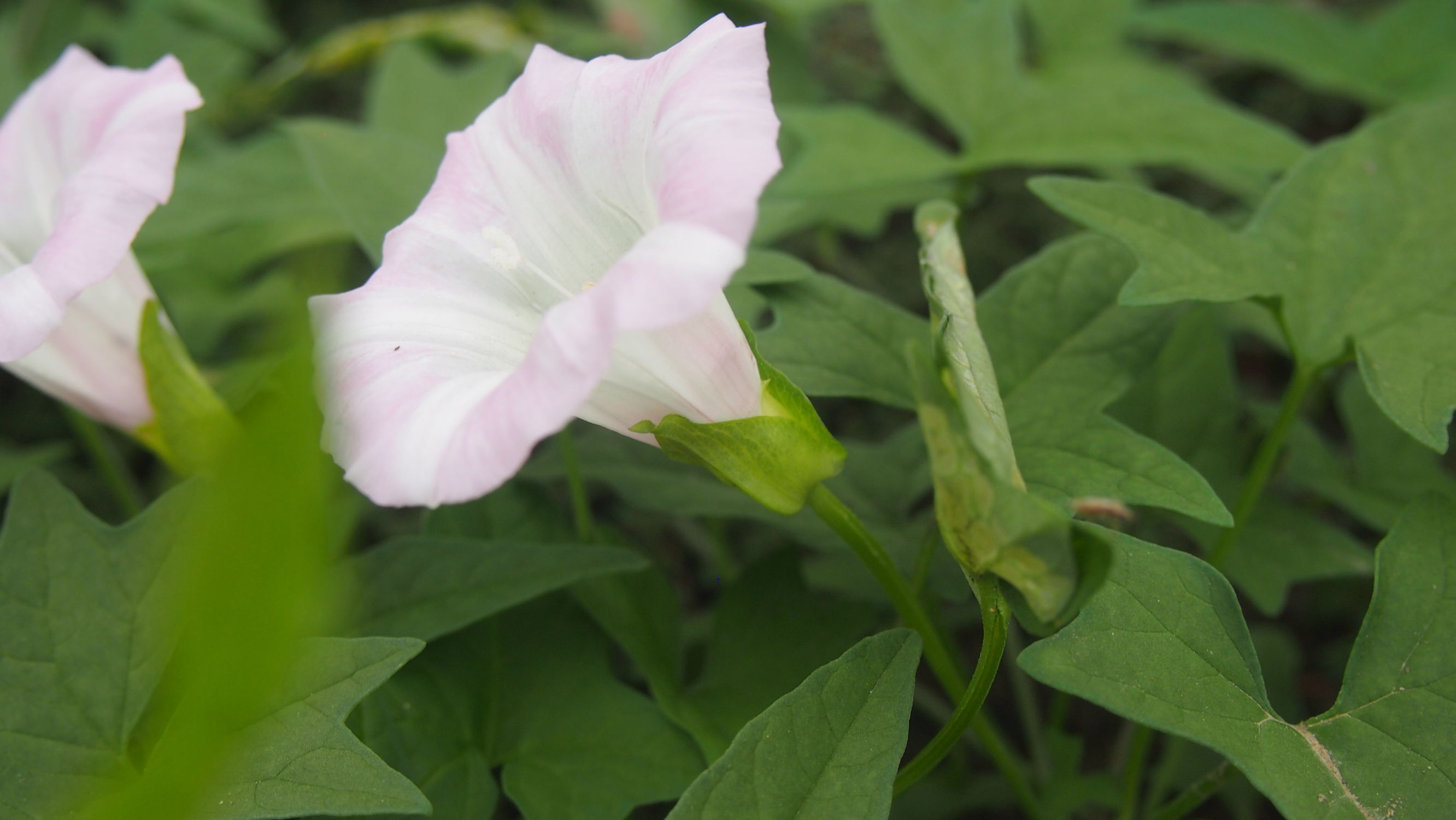 旋花:篱天剑斩妖除魔,大喇叭高奏凯歌