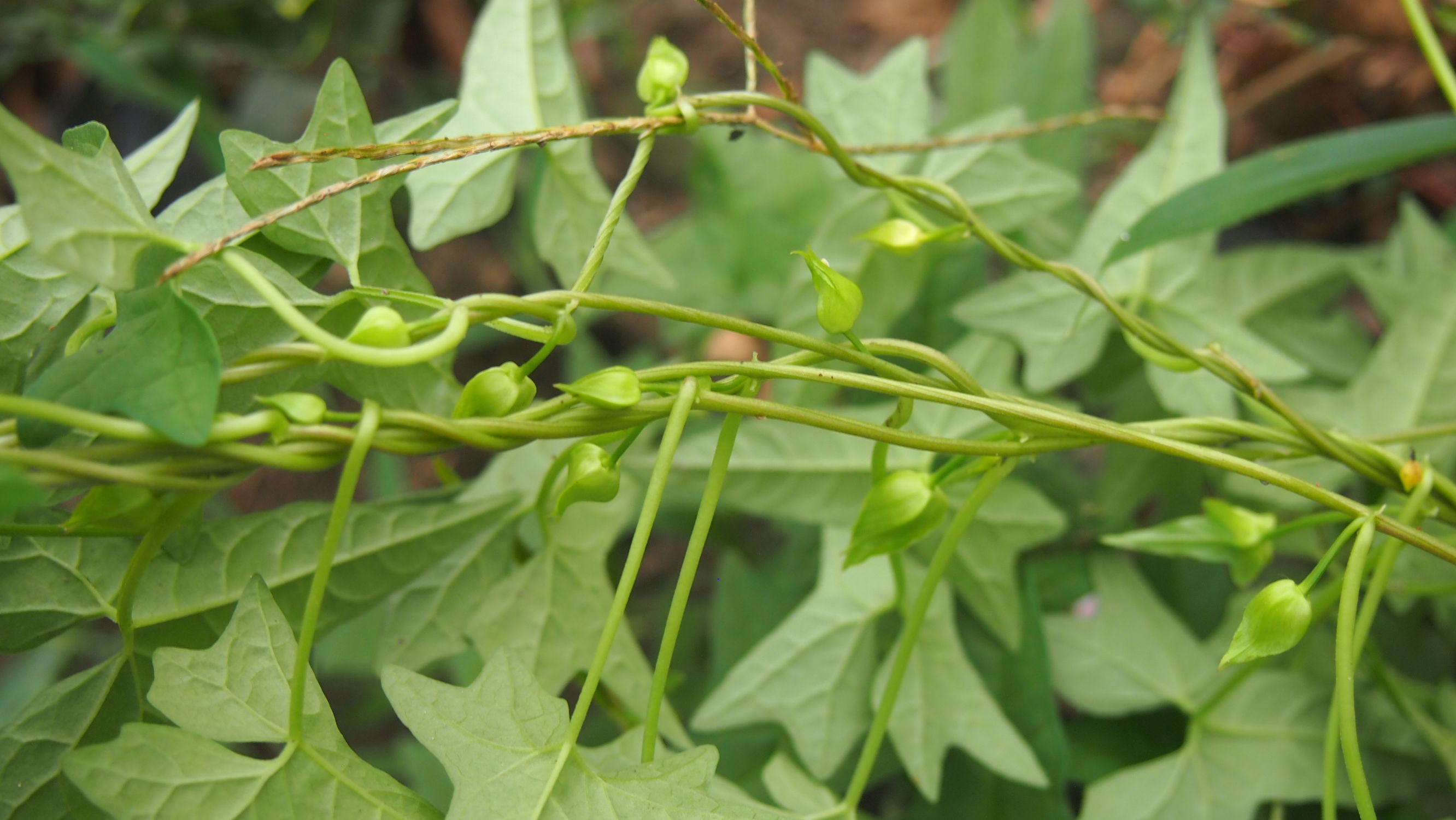旋花:篱天剑斩妖除魔,大喇叭高奏凯歌
