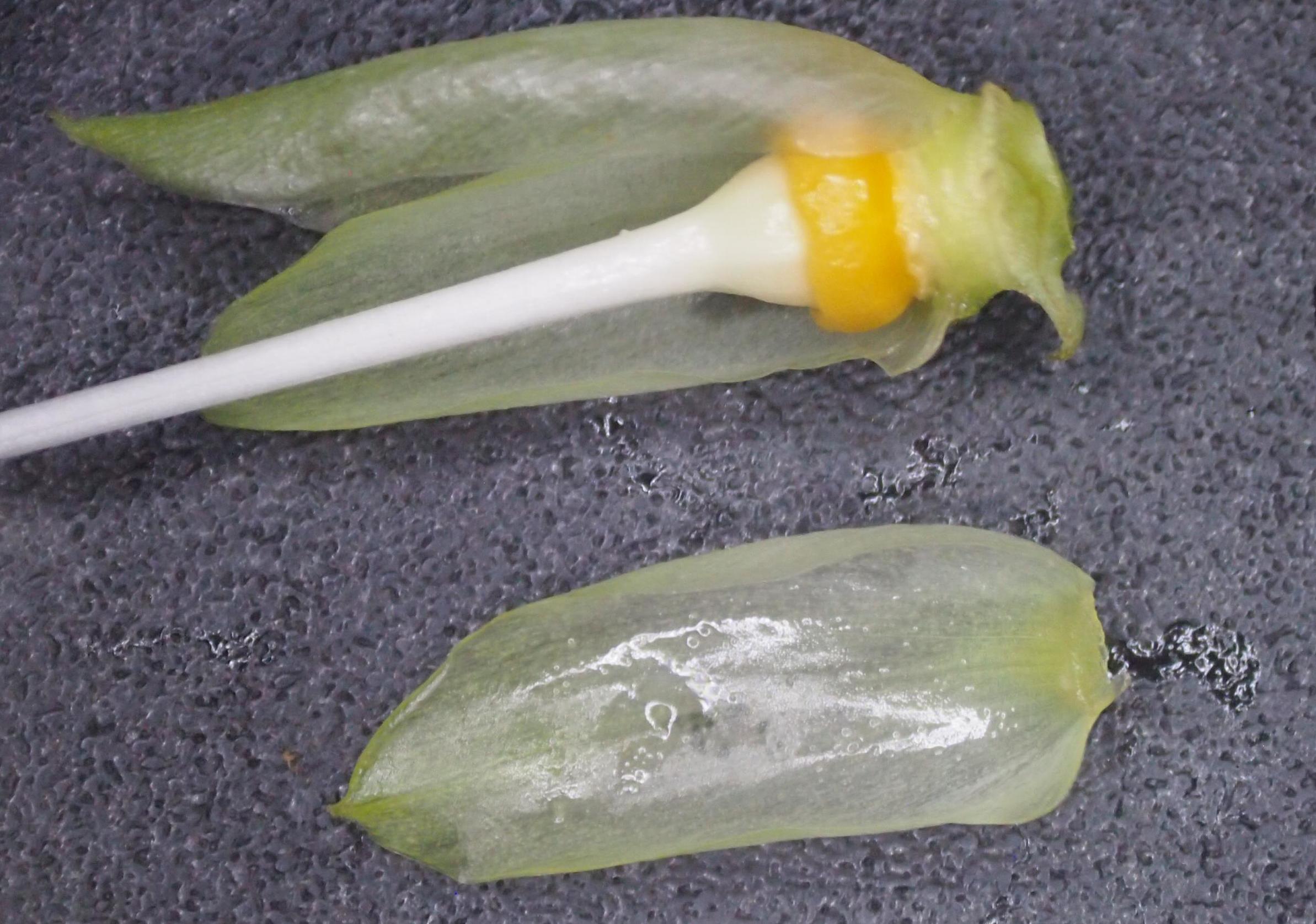 旋花:篱天剑斩妖除魔,大喇叭高奏凯歌