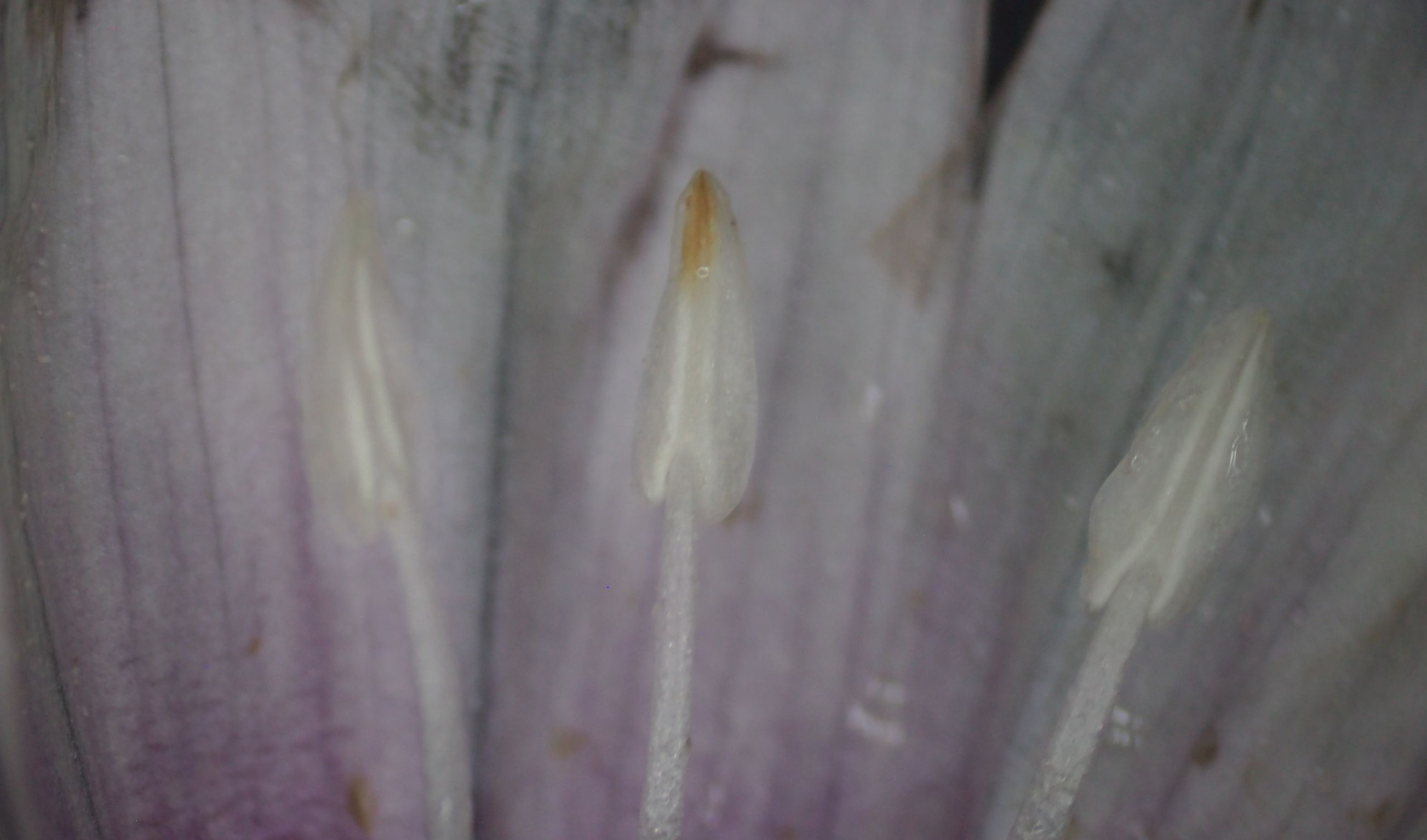 旋花:篱天剑斩妖除魔,大喇叭高奏凯歌