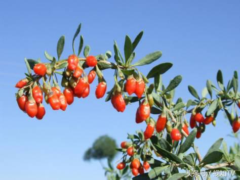 枸杞中年人标配,为什么说枸杞是中年男人必备